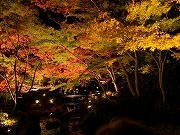 大田黒公園 紅葉ライトアップ