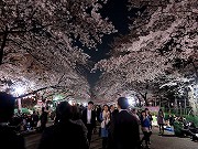 Ueno Sakura Matsuri