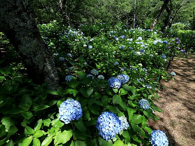 宗吾霊堂（東勝寺）