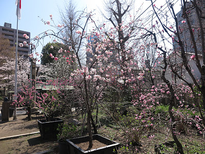 素盞雄神社 桃まつり