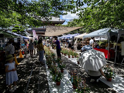 文京朝顔・ほおずき市