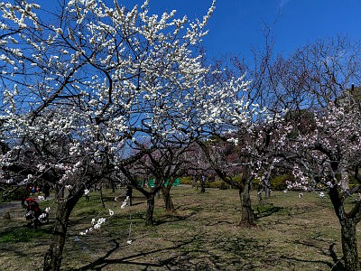 小石川植物園