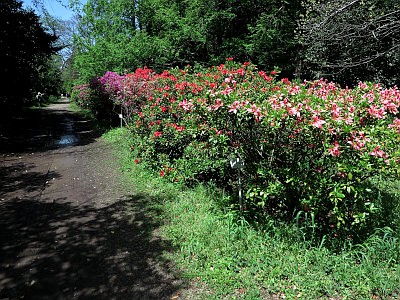 小石川植物園