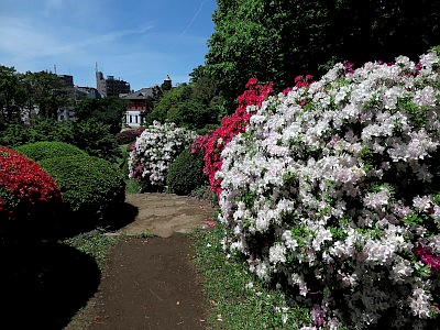 小石川植物園