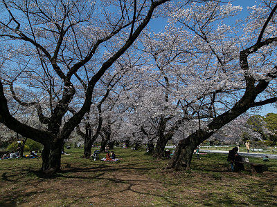 小石川植物園