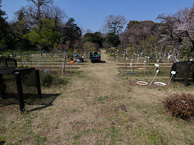 小石川植物園
