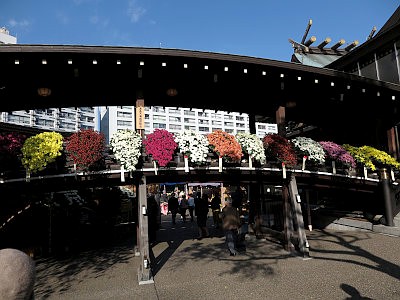 湯島天神 菊まつり