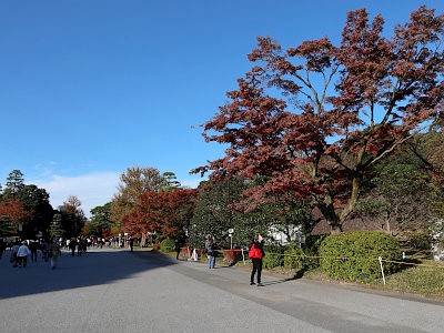 皇居乾通り 紅葉