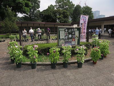 日比谷公園 朝顔