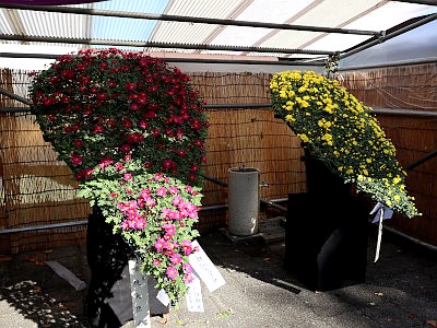 東京都観光菊花大会