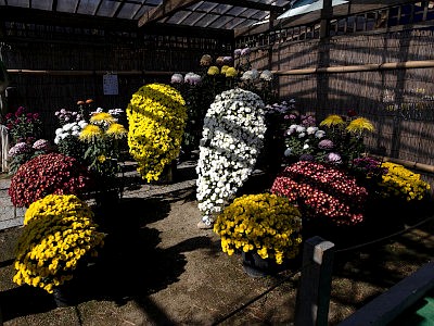 善養寺 影向菊花大会