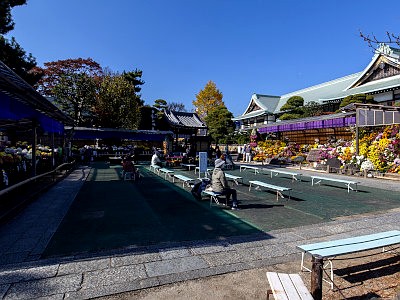 善養寺 影向菊花大会
