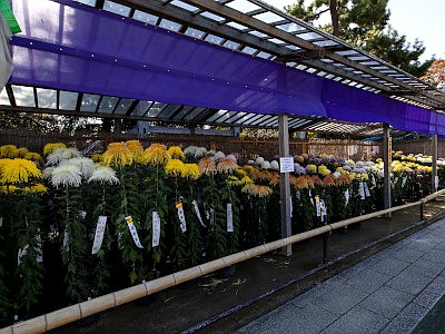 善養寺 影向菊花大会
