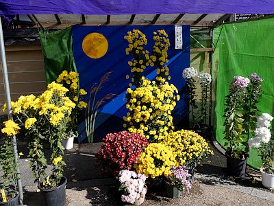 善養寺 影向菊花大会