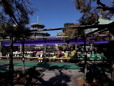 善養寺 影向菊花大会