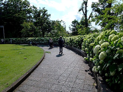 府中市郷土の森博物館 あじさい