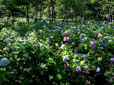 府中市郷土の森博物館 あじさい