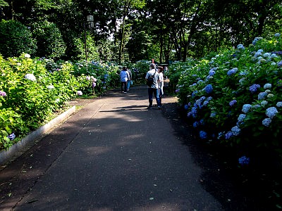 府中市郷土の森博物館 あじさい