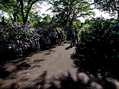 府中市郷土の森博物館 あじさい