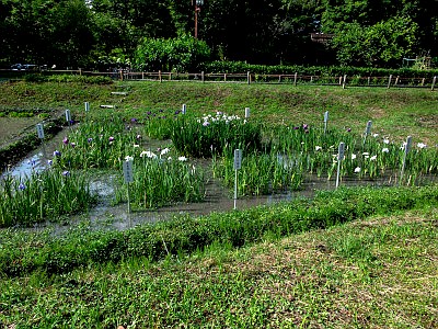府中市郷土の森博物館 あじさい