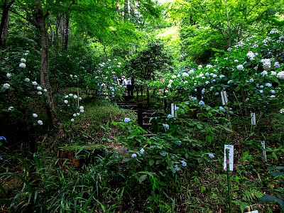 高幡不動尊 あじさいまつり