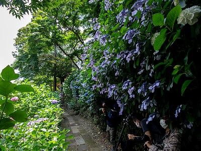 高幡不動尊 あじさいまつり