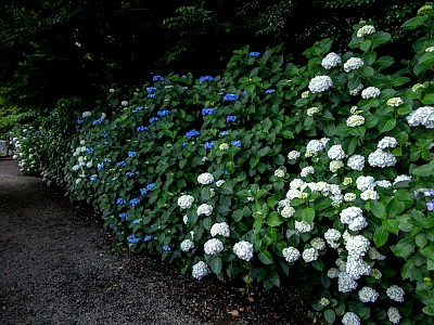 高幡不動尊 あじさいまつり