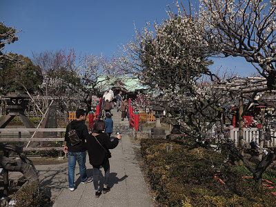 亀戸天神 梅まつり 東京都江東区 2月上旬 3月上旬 伝統の日本紀行