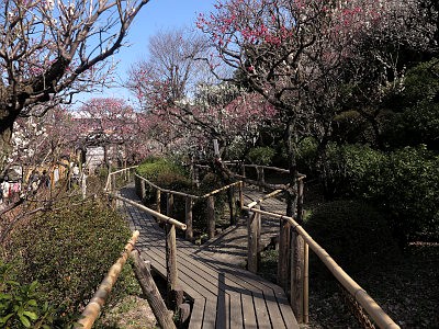 Ikegami Apricot Garden