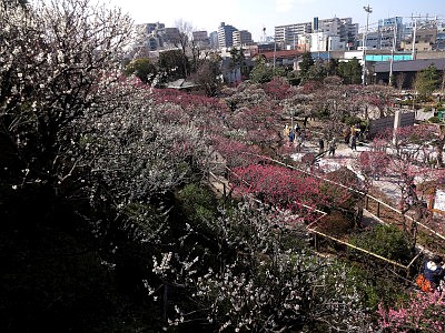 Ikegami Apricot Garden