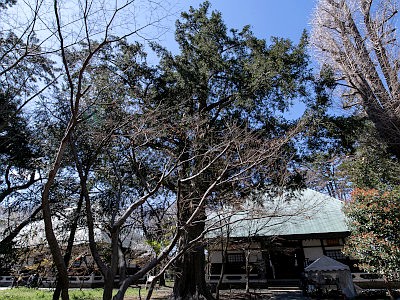 九品仏（浄真寺）