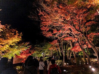 池田山公園 ライトアップ