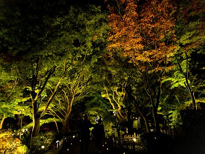 池田山公園 ライトアップ