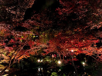 池田山公園 ライトアップ