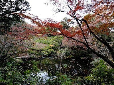 池田山公園 ライトアップ