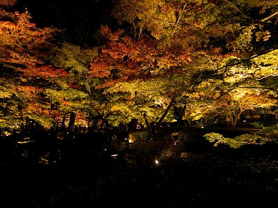 大田黒公園 紅葉ライトアップ 東京都杉並区 11月下旬頃 伝統の日本紀行