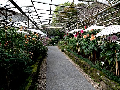 上野東照宮 ダリア