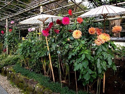 上野東照宮 ダリア