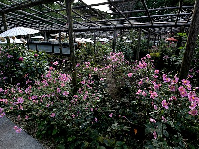 上野東照宮 ダリア