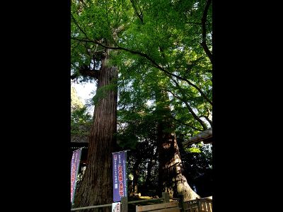 日向薬師（宝城坊）