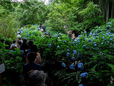 明月院 アジサイ