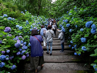 明月院 アジサイ