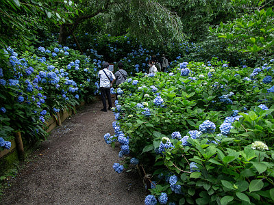明月院 アジサイ