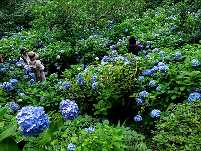 明月院 アジサイ