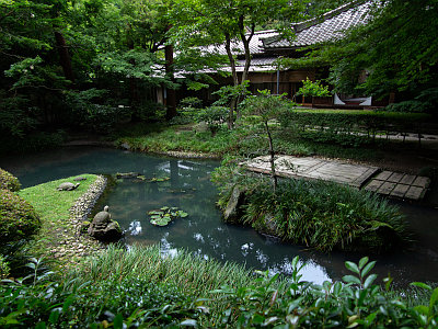 明月院 アジサイ