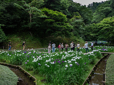 明月院 アジサイ