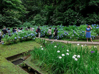 明月院 アジサイ