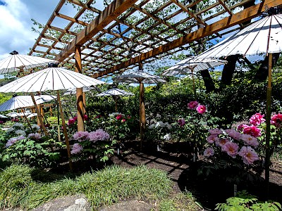 鶴岡八幡宮 神苑ぼたん庭園