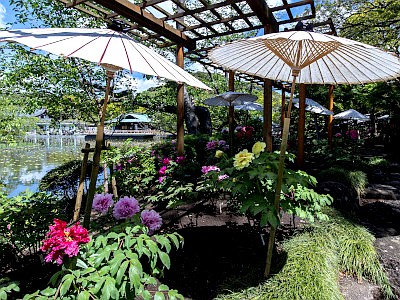鶴岡八幡宮 神苑ぼたん庭園