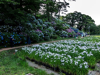 小田原城あじさい花菖蒲まつり